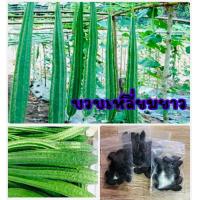 ราคา เมล็ดบวบเหลี่ยม บวบเหลี่ยม บวบ ซื้อ 10 แถม 1 คละอย่างได้ (7702432573)