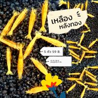ราคา กุ้งแคระ เหลืองหลังทอง (21330152746)