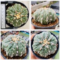 ราคา แอสโตรไฟตัม สตาร์เชฟ ปลาดาว ปลาดาวจีน ยามาโมโตะ Star shape Astrophytum Cactus กระบองเพชร (21184347885)