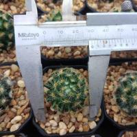ราคา แมมขนนกเหลือง Mammillaria schiedeana ขนาด 2 5 4 ซม ต้นแคคตัส ต้นกระบองเพชร กรุณาอ่านรายละเอียดก่อนทำการสั่งซื้อครับ (16861214631)