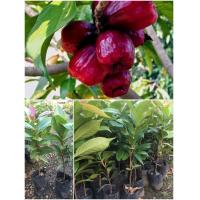 ราคา ชมพู่มะเหมี่ยว หรือ มะเหมี่ยวจัดเป็นชมพู่ชนิดหนึ่งที่นิยมนำผลสุกมารับประทานสด เนื่องจาก เนื้อผลหนา เนื้อมีความนุ่ม (13908928990)