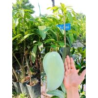 ราคา ต้นมะม่วงเชียวใหญ่ แบบเสียบยอดมะม่วงเขียวใหญ่ หรือมมะม่วงงามเมืองย่า เป็นมะม่วงที่รับประทานได้ทั้งผลดิบและผลสุก ผลดิบมีรสชาติหวานมันกรอบ รับประทานสดเป็นผลไม้ หรือฝานจิ้มพริก (18922171057)