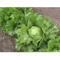 ราคา เมล็ดพันธุ์ ผักกาดแก้ว หอมห่อ 90 1000 เมล็ด 10 เเถม 1 คละได้ (9471933697)