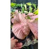 ราคา ต้นออมชมพูไม้มงคล (10250701880)