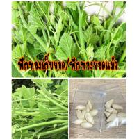 ราคา เมล็ดพันธุ์ ฟักทองเก็บยอด ฟักทองยอดแม้ว 10แถม1คละอย่างไรด้วย (10034344801)