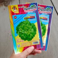 ราคา ผักกาดหอม 3 กรัม เมล็ดพันธุ์ ตรา ม้ารุ้ง เมล็ดผักกาดหอม ม้ารุ้ง ผักกาดหอมเมล็ดดำ ผักสลัด ผักกาดหอม (19417244595)