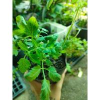 ราคา ต้นพันธุ์ มะเขือเทศลูกแพร สีเหลือง Yellow Pear Tomato ปลูกเองสด ปลอดสารพิษ อร่อยฉ่ำกรอบ พร้อมปลูก ถุงดำละ 39บาท (15688499485)