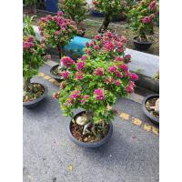 ราคา ต้นเฟื่องฟ้า สาวิตรี เฟื่องฟ้าแคระ เฟื่องฟ้าบอนไซ ทรงสวยๆ ต้นสูง50cm จัดส่งพร้อมกระถาง11นิ้ว โชว์รากสามารถนำไปตั้งวางหน้าบ้านได้เลย (17667904628)