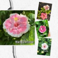 ราคา ต้นดอกชบา ชบาแฟนซี ชบาอังกฤษ สีชมพู ชบาเปลี่ยนสี ชบาต่างประเทศ Hibiscus rosa sinensis ดอกสวยมาก ต้นสินค้าทาบกิ่ง นำเข้า ขนาดต้นสูง 25 ซม ดอกสวยแปลกตา พร้อมจัดส่ง ต้นแข็งแรงรากเยอะ จัดส่งพร้อมกาะถางชำ 