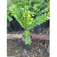 ราคา ต้นล่ำซำหรือต้นหูหนู ต้นไม้มงคล (21265138013)