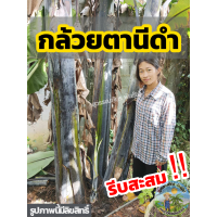 ราคา หน่อกล้วย กล้วยตานีดำ หน่อกล้วยตานีดำ หน่อกล้วยดำอินโด กล้วยดำอินโด สายพันธุ์แท้ 100 ส่งฟรี มีบริการเก็บเงินปลายทาง (20796709029)