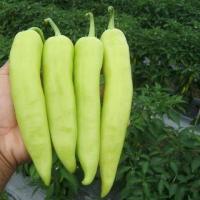 ราคา พริกหยวก ถูกที่สุด10บ เมล็ดพริกหยวก20 เมล็ด ปลูกง่าย ขึ้นไว ผลใหญ่ ลูกดก (19104376849)