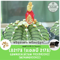 ราคา ฟรีชุดเพาะ LB2178 5 เมล็ด Gymnocalycium Friedrichii mihanovichii (2758694501)