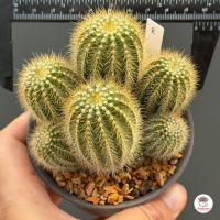 ราคา กลีบมะเฟือง กอ Parodia Magnifica แคคตัส กระบองเพชร cactus succulent (18287917637)