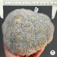 ราคา แมมขนนกขาวฟอร์มกอ Mammillaria Plumosa แคคตัส กระบองเพชร cactus succulent (4596076806)