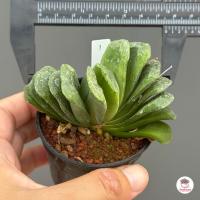 ราคา Haworthia Truncata Lime Green ฮาโวเทีย ไม้อวบน้ำ กุหลาบหิน cactus succulentหลากหลายสายพันธุ์ (7172148211)
