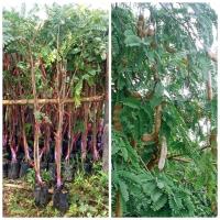 ราคา ขายดีอันดับ1 ต้นมะขามเปรี้ยวยักษ์แบบกิ่งทาบ ส่งทั่วไทย ต้นไม้ ฟอก อากาศ กระถาง ต้นไม้ ไม้ ประดับ ต้นไม้ ปลูก ใน บ้าน (13081379909)