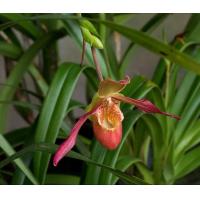 ราคา 20 Plant Seeds เมล็ดพันธุ์ เมล็ดกล้วยไม้ กล้วยไม้ กล้วยไม้เอื้อง Phragmipedium Orchids Orchid flower seeds อัตราการงอกของเมล็ด 80 85 (11770237698)