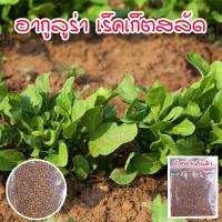 ราคา เมล็ดพันธุ์ ผักสลัดอกูล่า ร็อคเก็ต อากูรูล่า เมล็ดพันธุ์ ร็อคเก็ต 90 300 เมล็ด ซื้อ 10 แถม 1 คละได้ (15174037813)