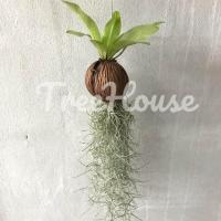 ราคา ลูกตีนเป็ด 3 แบบ พร้อมเคราฤาษี (20715488868)