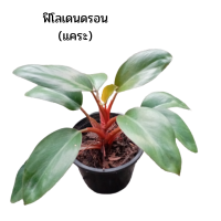 ราคา ฟิโลเดนดรอนลูกผสม แคระ ต้นรวยโชคแดง เรดคองโกPhilodendron hybrid Dwarf (10282115491)