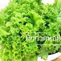 ราคา เมล็ดพันธุ์ ผักสลัด ชุดเมล็ดพันธุ์ผักสลัด ถูกที่สุด มีคู่มือการปลูก กรีนโอ๊ค เรดโอ๊ค กรีนคอส เรดคอส เรดคอรอล ฟิลเลย์ บัตเตอร์เฮด (18900965438)