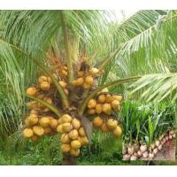 ราคา 1 หน่อ ต้นมะพร้าว พวงทอง หรือ มะพร้าวพันธุ์มลายูสีเหลืองต้นเตี้ย คัดต้นพันธุ์ ที่ดก หน่ออ้วนสมบูรณ์แข็งแรงพร้อมลงปลูก (4212718120)