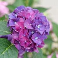 ราคา 20 เมล็ด เมล็ดไฮเดรนเยีย Hydrangea Seeds ดอกไม้ที่สื่อถึงความเข้าใจ ความซื่อสัตย์ สายพันธุ์ Wee Bit Grumpy (21086332495)