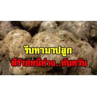 ราคา 1กิโลกรัม เหง้า สดๆ หัวใหญ่ๆ ตามรูป ออเดอร์ ว่านพะตะบะ (1206384658)