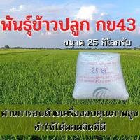 ราคา เมล็ดพันธุ์ข้าวปลูก กข43 ข้าวปลูก กข43 พันธุ์ข้าว กข 43 น้ำหนัก 25 kg (5183156293)