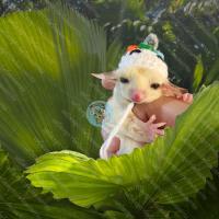 ราคา V หมวกจิ๋ว หมวกไหมพรม หมวก สัตว์เล็ก ชูการ์ กระรอก แฮมสเตอร์ ดอร์เมาส์ แฟตเทล เจอบิล ชูก้า เสื้อ ชุด เสื้อผ้า (16037257928)