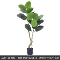 ราคา ต้นไม้แต่งบ้าน ต้นยางอินเดียแดง ยางอินเดียดำ ต้นไม้มงคล Plant L YDR (20581859372)