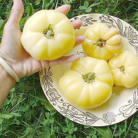 ราคา เมล็ดพันธุ์ มะเขือเทศ เกรทไวท์ Great White Tomato Seed บรรจุ 20 เมล็ด คุณภาพดี ของแท้ 100 (1629772966)