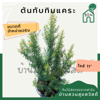 ราคา ต้นทับทิมแคระ กระถาง 11 นิ้ว (14042841149)