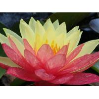 ราคา 5 เมล็ด บัวนอก บัวนำเข้า บัวสายพันธุ์ Wanvisa LOTUS Seeds สีแดง เหลือง บัวแคระ พันธุ์เล็ก จิ๋ว ปลูกในสภาพอากาศประเทศไทยได้ ขยายพันธุ์ง่ (19239241542)