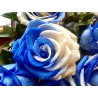 ราคา 25 เมล็ด เมล็ดกุหลาบ สีน้ำเงิน ดอกใหญ่ สายพันธุ์ของแท้ 100 เมล็ดกุหลาบ ดอกกุหลาบ ปลูกกุหลาบ กุหลาบ อัตรางอก 70 80 Rose seeds มีคู่มือวิธีปลูก (8881637709)