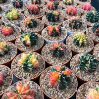 ราคา 28 เมล็ด ยิมโนด่าง Gymnocalycium mihanovichii variegata เมล็ดกระบองเพชร แคคตัส (9107934483)