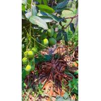 ราคา ต้นมะม่วงเบา กิ่งพันมะม่วงเบามะม่วงทวาย ไม้ประดับ ต้นสวย ต้นเตี้ย กิ่งเสียบยอด ปลูก5 6เดือนได้ผลผลิตขนาด60 70ซมจำหน่ายเป็นชุด2ต้น (19976858109)