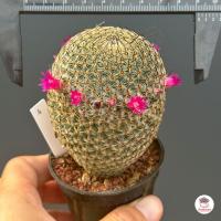 ราคา แมมฮุย Mammillaria huitzilopochtli แคคตัส กระบองเพชร cactus succulent (4755518832)