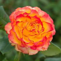 ราคา 15 เมล็ด Rose Plant Seeds กุหลาบ ราชินีแห่งดอกไม้ ดอกไม้แห่งความรัก กุหลาบอังกฤษ Hybrid Tea Rose สีเหลืองส้ม (20592034808)