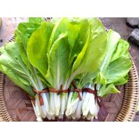 ราคา เมล็ดพันธุ์ ผักกาดขาวน้อย ผักกาดขาวเบา 5000 เมล็ด 10 แถม 1 คละได้ (10697417085)