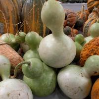 ราคา 20 เมล็ดพันธุ์ เมล็ด น้ำเต้า น้ำเต้าเซียน น้ำเต้า Bottle Gourd Seed อัตราการงอก 80 85 (11650195241)