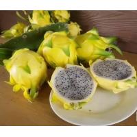 ราคา 10 เมล็ด เมล็ดแก้วมังกร Pitaya Dragon fruit พันธุ์ เหลืองอิสราเอล อัตราการงอก 70 80 ปลูกในกระถางได้ (9079356192)