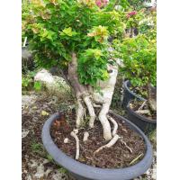 ราคา เฟื่องฟ้า สาวิตรี ดอกเฟื่องฟ้า Paper flower ทรงโชว์ราก ทรงบอนไซ จัดส่งพร้อทกระถาง 11นิ้ว ดอกสีชมพู ต้นไม้แข็งแรง ทางร้านไม่ถอดราก ส่งพร้อมกระถาง (16982425254)