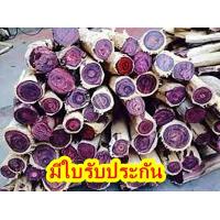 ราคา ขายส่ง 100 เมล็ด เมล็ดพะยูงไหหลำ Dalbergia odorifera ไม้พะยูง พะยูงหอม ประดู่ลาย ต้นพะยูง ขะยุง แดงจีน ประดู่เสน พืชเศรษฐกิจ ไม้เศรษฐกิจ (433460797)