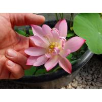 ราคา 5 เมล็ด เมล็ดพันธุ์บัว บัวนอก สายพันธุ์ Pee Bee Pink สีชมพู พิงค์ บัวแคระ Micro Lotus Tea Cup Lotus บัวจักรพรรดิ์ บัวสวมงาม บัวนำเข้า Lotus Seeds (19493406792)
