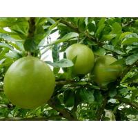 ราคา เมล็ดน้ำเต้าญี่ปุ่นน้ำเต้าต้น30เมล็ด ปลูกแต่งสวนสวยงาม (10879843882)