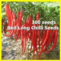 ราคา เมล็ดพันธุ์ พริกยาว Long Pepper Seeds ผลผลิตสูง 300เมล็ด พริกโจลอง Red Hot Pepper Seeds Long Chilli Vegetables Seeds for Planting Pepper Plant เมล็ด พริกโจลอง เผ็ด เมล็ดพันธุ์ พริกโจลอง เมล็ดพันธุ์พริ