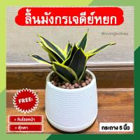 ราคา ฟรี หินโรยหน้า ตุ๊กตา ลิ้นมังกรเจดีย์หยก พร้อมกระถางต้นไม้ 5 นิ้ว หยกมรกต ขอบทองสวยงาม ฟอร์มสวย ต้นไม้มงคล ต้นไม้หา (20577424407)