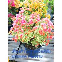 ราคา ต้นเฟื่องฟ้า ดอกสีส้ม ใบด่าง ในกระถาง11นิ้ว สูง60ซม (16918239779)